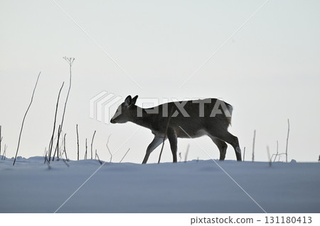知床的雌蝦夷鹿在雪原中行走 131180413