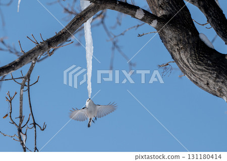 北海道長尾山雀 131180414