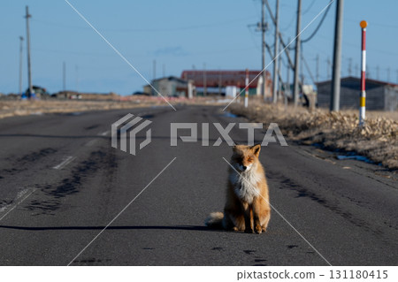 野付半島路上坐著一隻北方狐狸 131180415