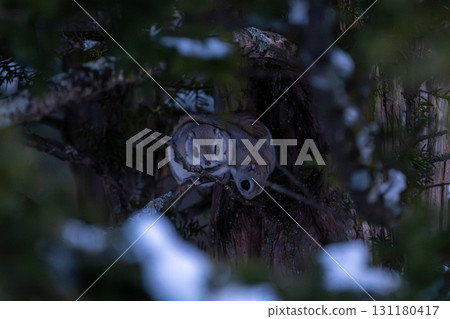 Momonga of Hokkaido 131180417