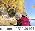 Canoeing down a clear stream surrounded by autumn leaves with a goldendoodle 131180494