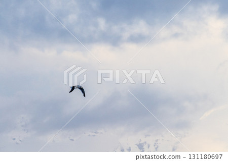 Close-up of a flying kelp gull 131180697