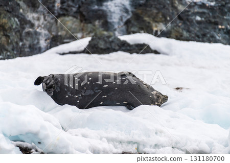 Weddell Seal resting on ice 131180700