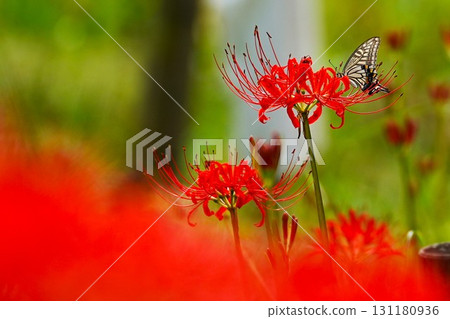 Swallowtail butterfly perching on red spider lily 131180936