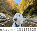 A large white dog with a backpack stands by a clear stream in a valley of fiery autumn leaves 131181325