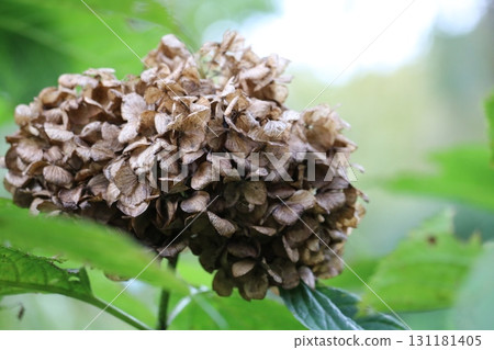 秋季公園裡枯萎的繡球花背景圖片 秋季公園裡枯萎的繡球花背景圖片 131181405