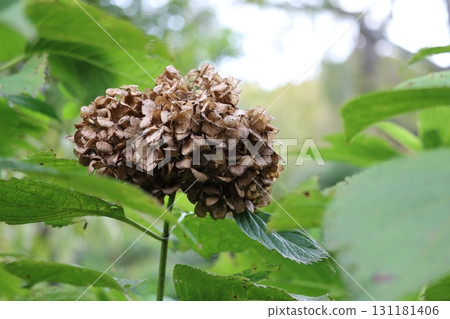 Withered hydrangeas in an autumn park background image 131181406