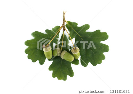 Fresh acorns and oak leaves presented on a clean, white background. 131181621