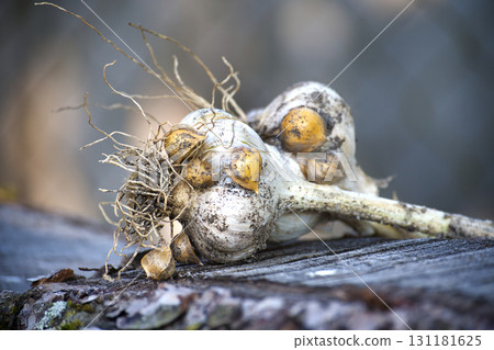 Close-up of elephant garlic bulbs showing detail and texture on a wooden surface. 131181625