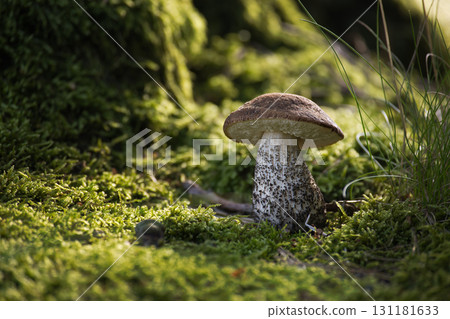 A detailed image of a birch bolete mushroom growing in a lush green forest A detailed image of a birch bolete mushroom growing in a lush green forest 131181633