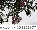 Pink Crape Myrtle flowers in autumn park 131181677