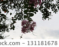 Pink Crape Myrtle flowers in autumn park 131181678