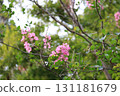 Pink Crape Myrtle flowers in autumn park 131181679