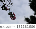 Pink Crape Myrtle flowers in autumn park 131181680