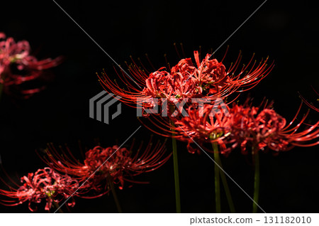 Cluster amaryllis Cluster amaryllis 131182010