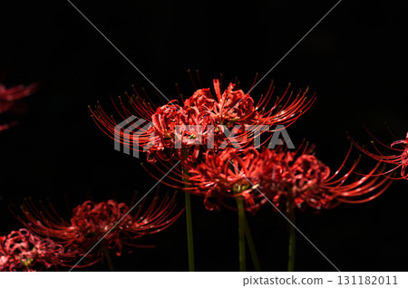 Cluster amaryllis 131182011