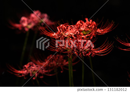 Cluster amaryllis Cluster amaryllis 131182012