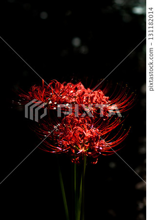 Cluster amaryllis 131182014