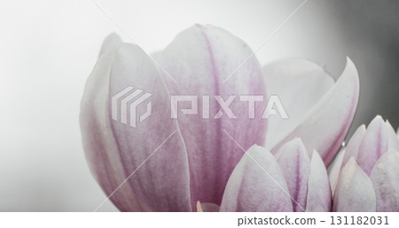 Magnolia Sulanjana flowers with petals in the spring season. beautiful pink magnolia flowers in spring, selective focusing. Magnolia Sulanjana flowers with petals in the spring season. beautiful pink magnolia flowers in spring, selective focusing. 131182031