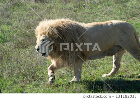 Lion Walking Grassland Safari Park 131182035
