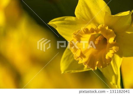 A bunch of yellow flowers with a blurry background. The flowers are in full bloom and are the main focus of the image. 131182041