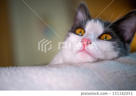 Cat Blanket Home - Close-up of a white and grey cat with amber eyes lying on a white blanket looking up. 131182051