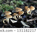 Mushrooms growing in the forest 131182217