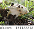 Mushrooms growing in the forest 131182218