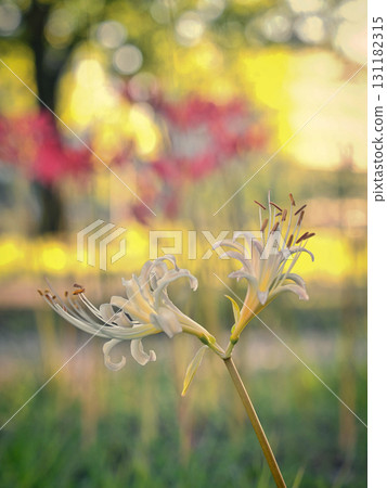 White Higanbana 131182315