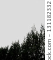 Real photo organic taken dark moody natural pine forest white sky boho minimal aesthetic background 131182332