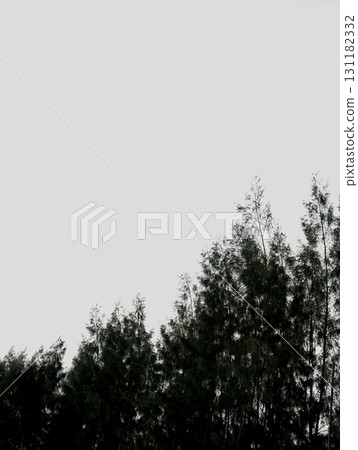Real photo organic taken dark moody natural pine forest white sky boho minimal aesthetic background 131182332