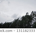 Organic real photography taken dark green windy pine wood moody sky clouds aesthetics nature scene 131182333