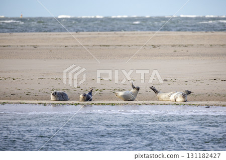 A group of seals is enjoying a relaxing moment on the shore of a tranquil beach A group of seals is enjoying a relaxing moment on the shore of a tranquil beach 131182427