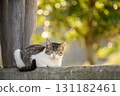 A brown and white cat basking in the autumn sunshine 131182461