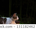 A pheasant and white cat in the setting sun 131182462