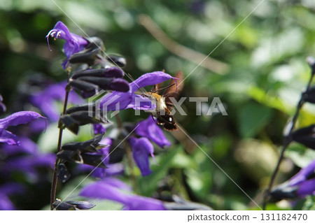 Autumn flowers and insects Autumn flowers and insects 131182470
