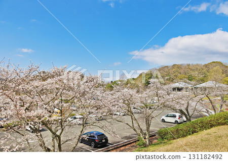 山口縣山陽小野田市江鹽公園停車場的櫻花盛開 山口縣山陽小野田市江鹽公園停車場的櫻花盛開 131182492