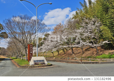 Cherry blossoms bloom at the entrance to Eshio Park in Sanyo Onoda City, Yamaguchi Prefecture Cherry blossoms bloom at the entrance to Eshio Park in Sanyo Onoda City, Yamaguchi Prefecture 131182496