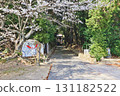 Cherry blossoms blooming along the approach to Beppu Hachimangu Shrine in Sanyo Onoda City, Yamaguchi Prefecture 131182522