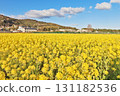 Spring rape field with yellow flowers all over 131182536