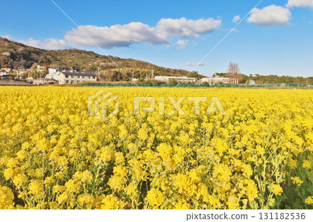Spring rape field with yellow flowers all over Spring rape field with yellow flowers all over 131182536