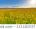 Spring rape field with yellow flowers all over 131182537