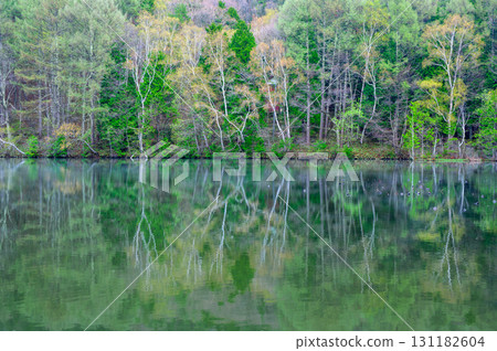 Lake Shirakaba with fresh greenery [Hijiri Plateau] 131182604