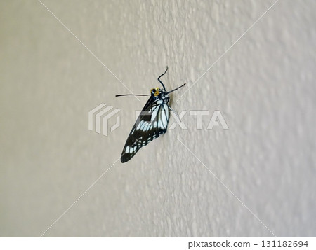 A small butterfly resting on a wall 131182694