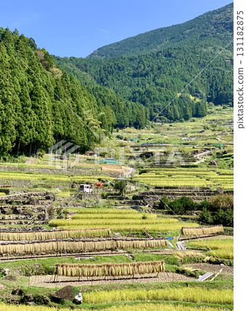 Under a clear autumn sky, the rice terraces at the foot of Mt. Kurakake have begun harvesting (rice harvesting and drying). (Yotsuya Senmaida, Shinshiro City, Aichi Prefecture) Under a clear autumn sky, the rice terraces at the foot of Mt. Kurakake have begun harvesting (rice harvesting and drying). (Yotsuya Senmaida, Shinshiro City, Aichi Prefecture) 131182875