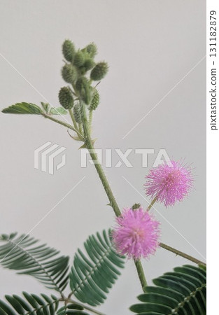 含羞草的粉紅色花朵 含羞草的粉紅色花朵 131182879