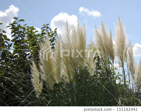 Silver reed and autumn sky Silver reed and autumn sky 131182942
