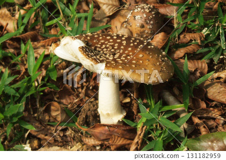 蘑菇 131182959