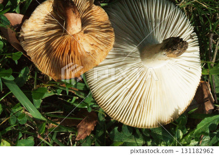 mushroom 131182962
