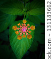 Colorful Lantana Flower Cluster with Fresh Green Leaf 131183662